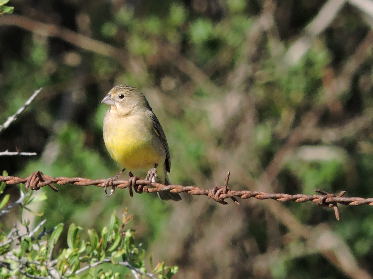 Grassland Yellow-Finch - ML619101820