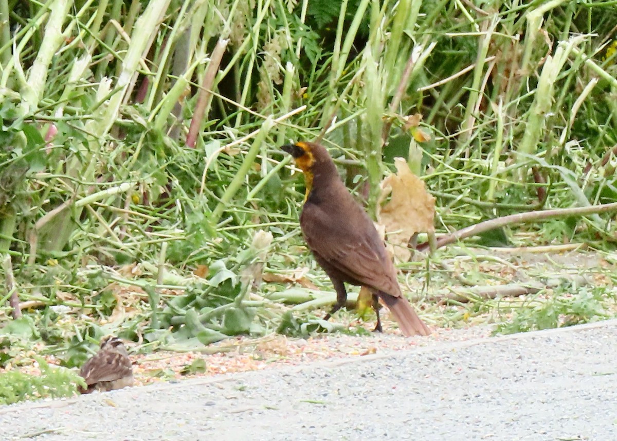 Yellow-headed Blackbird - ML619101821