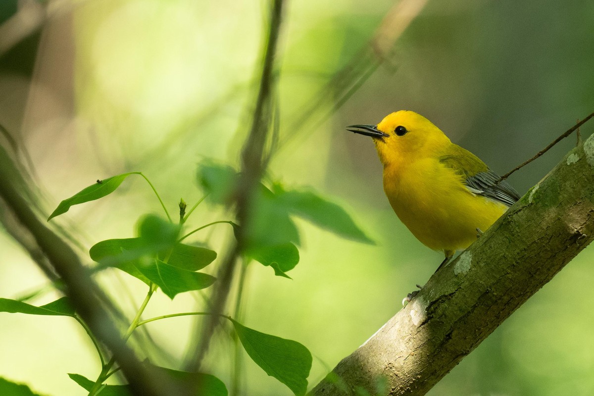 Prothonotary Warbler - ML619101859