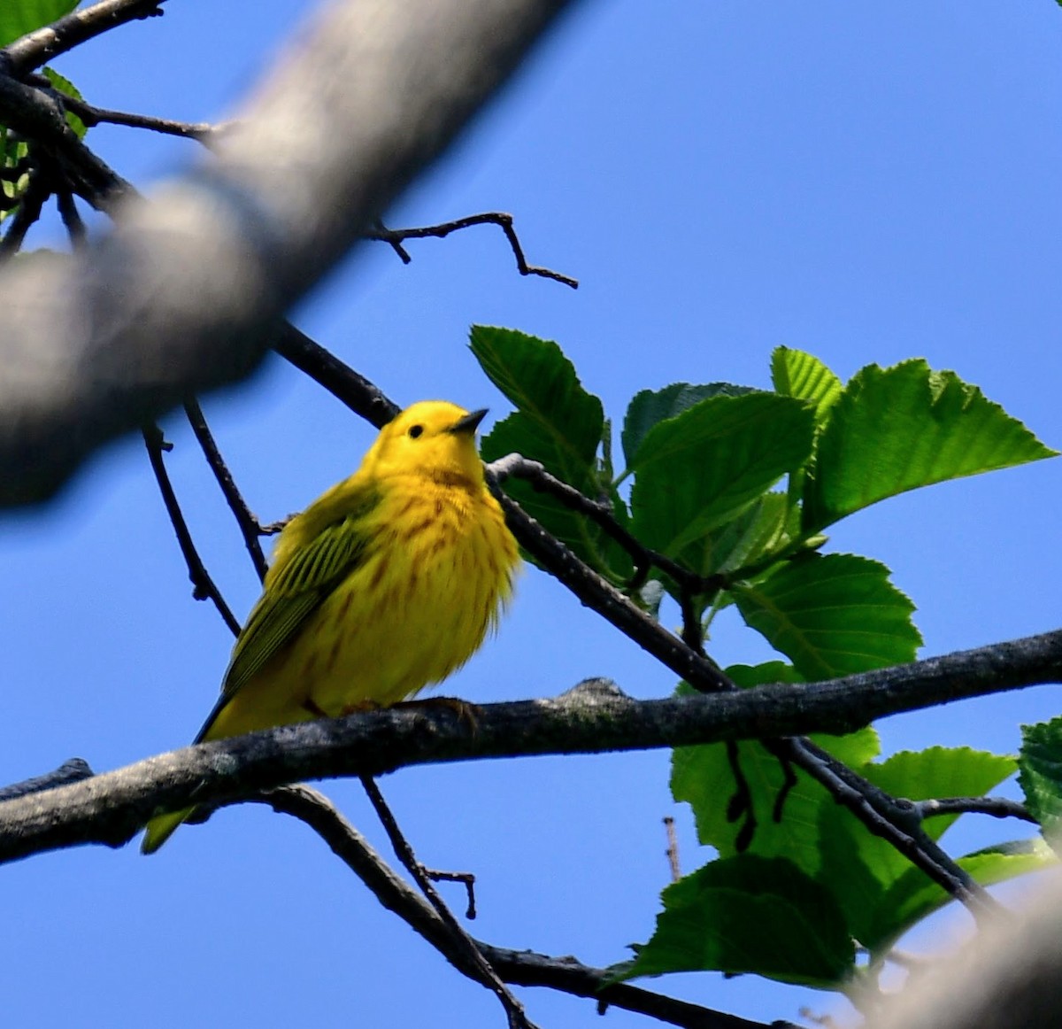 Yellow Warbler - ML619101876