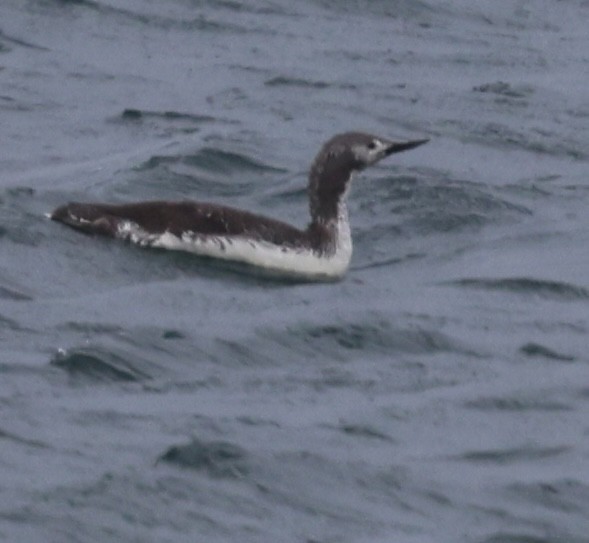 Red-throated Loon - ML619101886