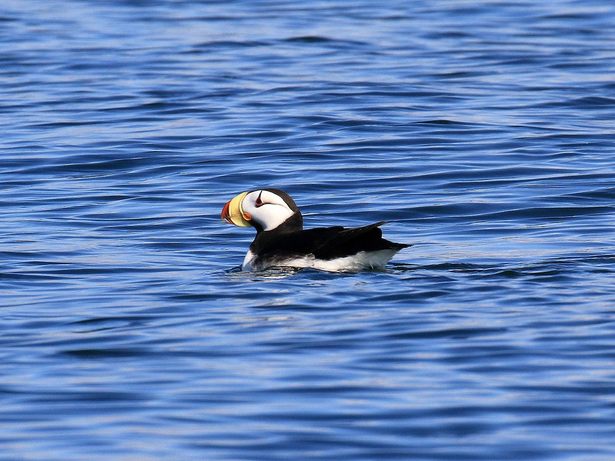 Horned Puffin - ML619101903