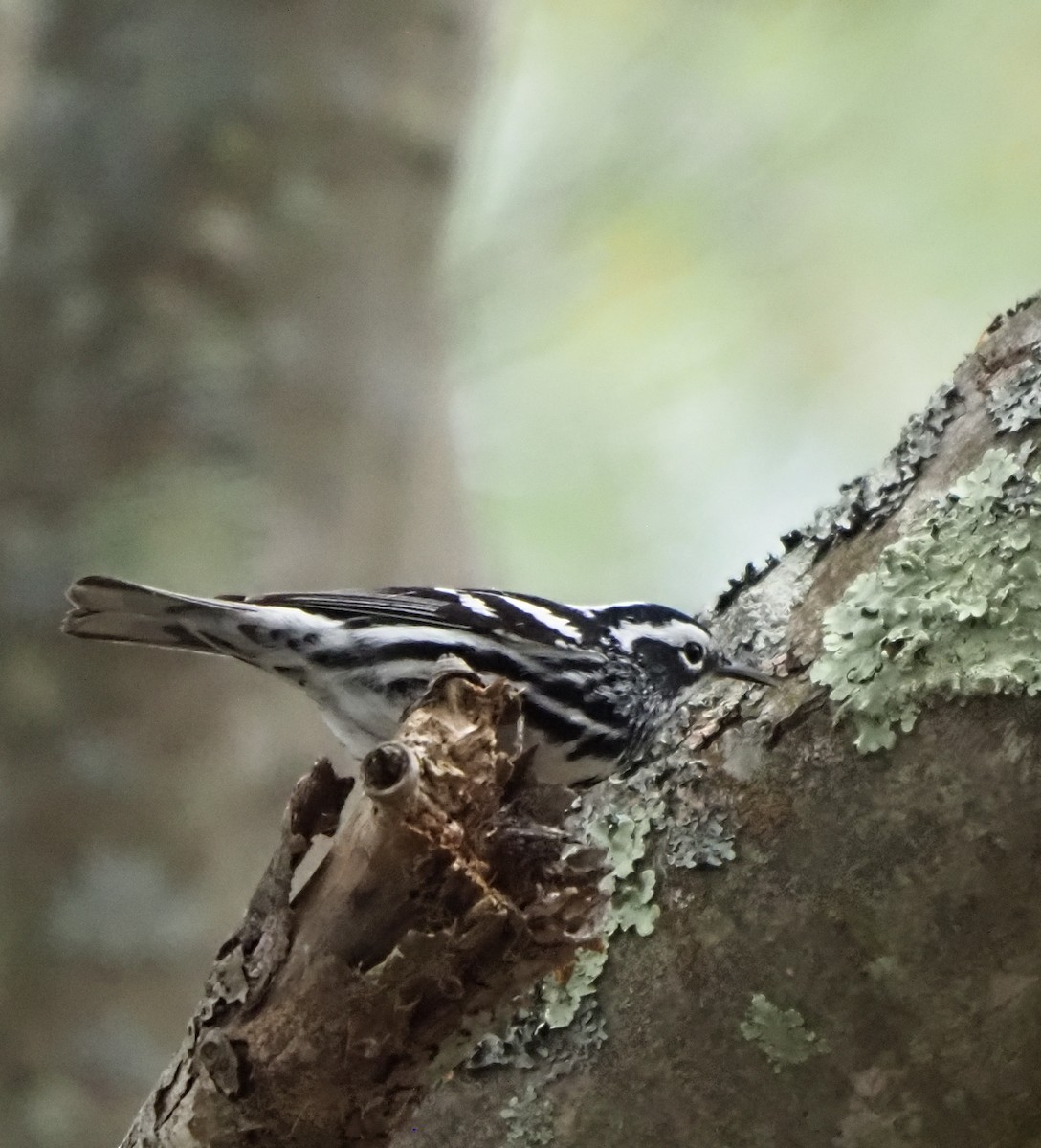 Black-and-white Warbler - ML619101917