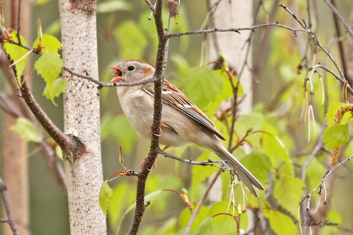 Field Sparrow - ML619101920