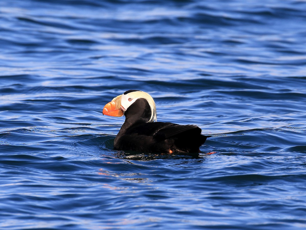Tufted Puffin - ML619101935