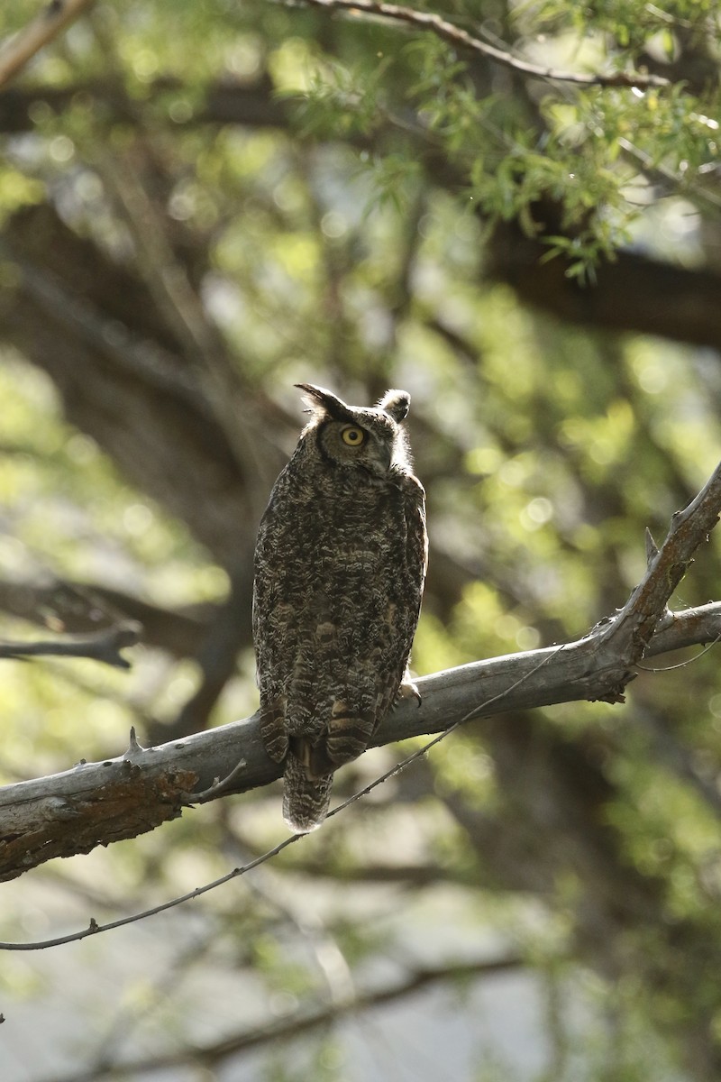 Great Horned Owl - ML619101966