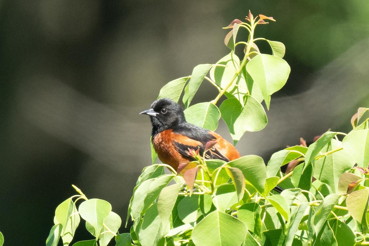Orchard Oriole - ML619101972