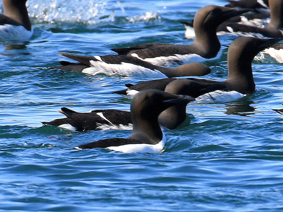 Thick-billed Murre - ML619101978
