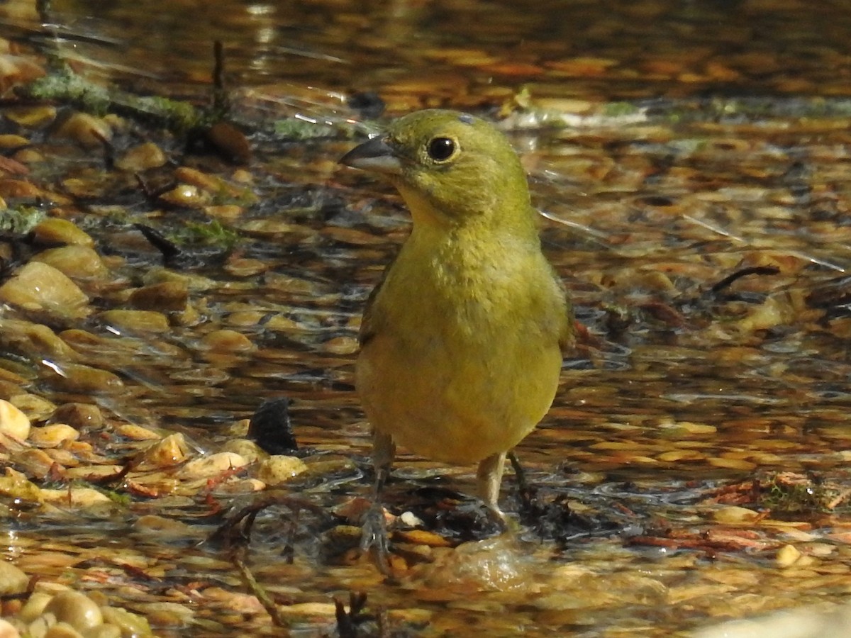 Painted Bunting - ML619101999