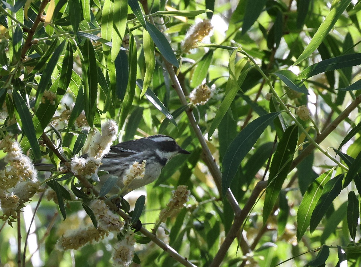 Black-throated Gray Warbler - ML619102008