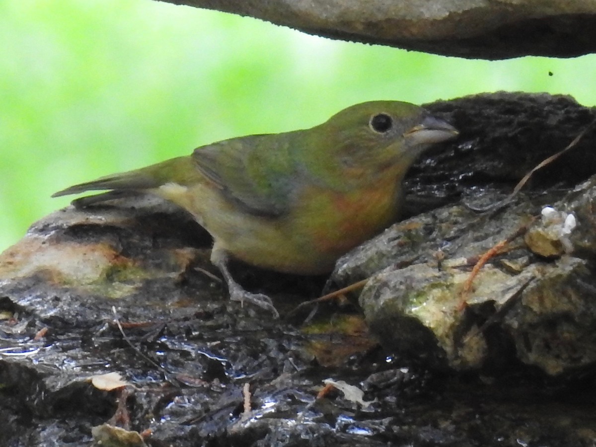 Painted Bunting - ML619102011