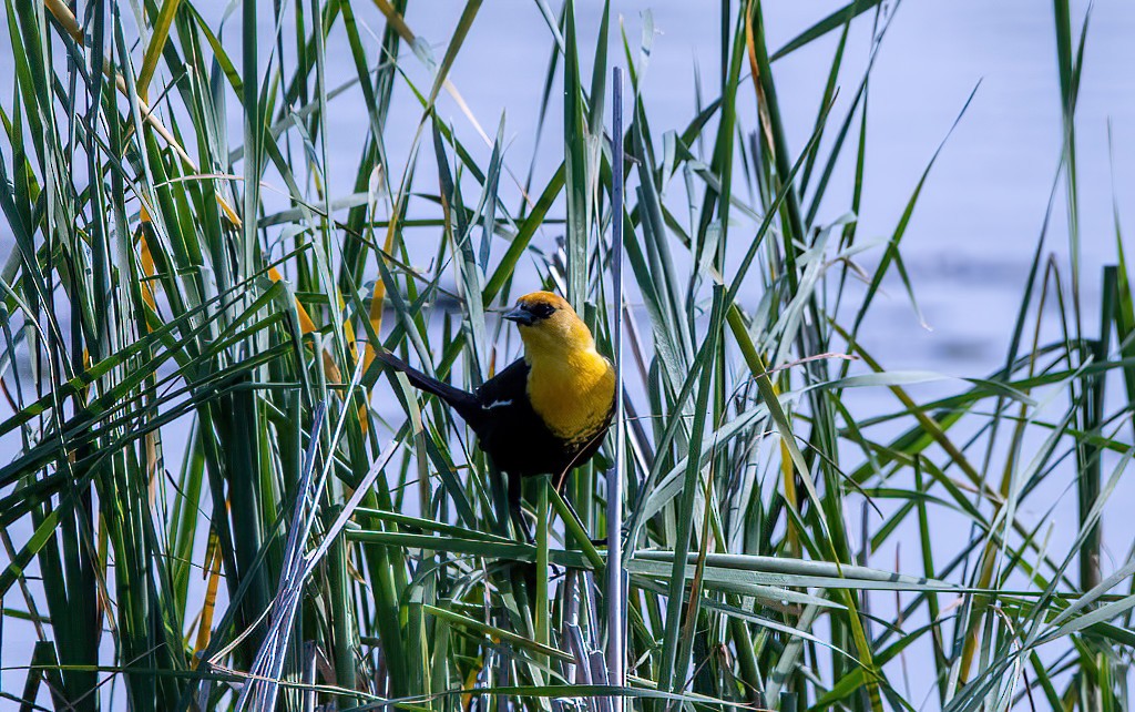 Yellow-headed Blackbird - ML619102027