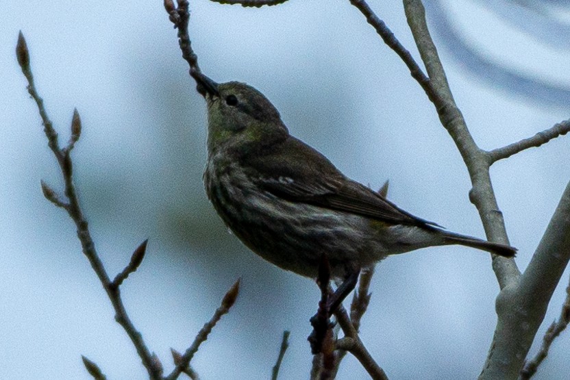 Cape May Warbler - ML619102083
