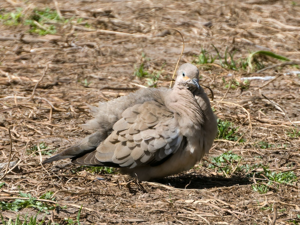 Black-winged Ground Dove - ML619102110