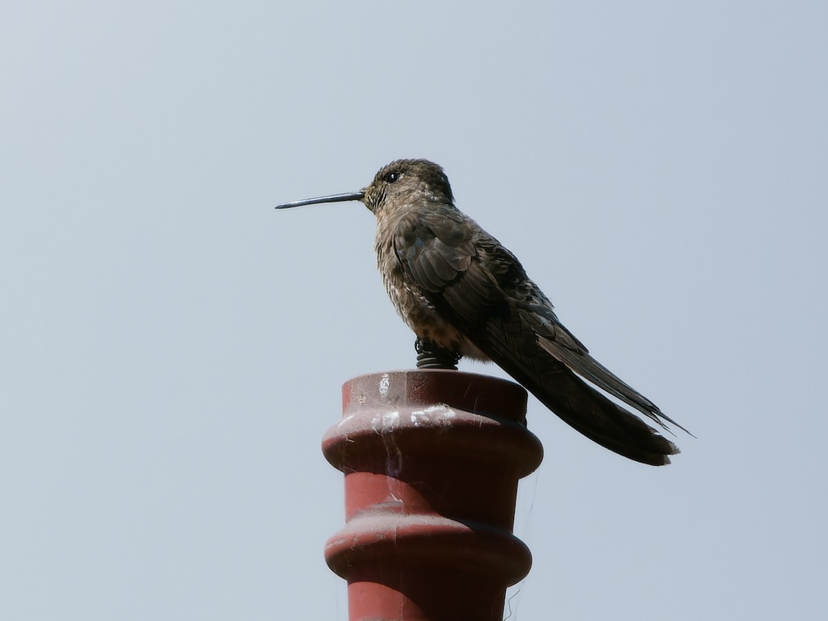 Giant Hummingbird - ML619102126