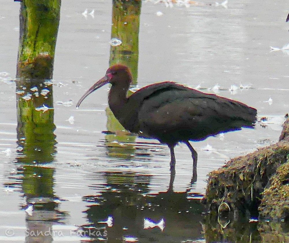 ibis andský - ML619102261