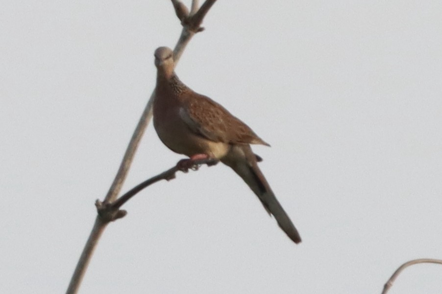 Spotted Dove - ML619102332