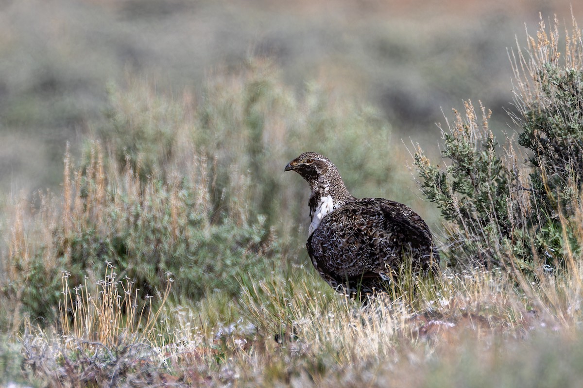 Greater Sage-Grouse - ML619102369