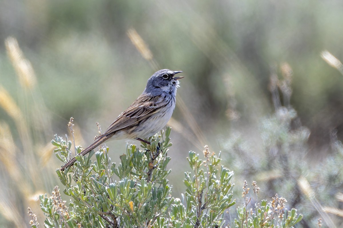 Sagebrush Sparrow - ML619102379