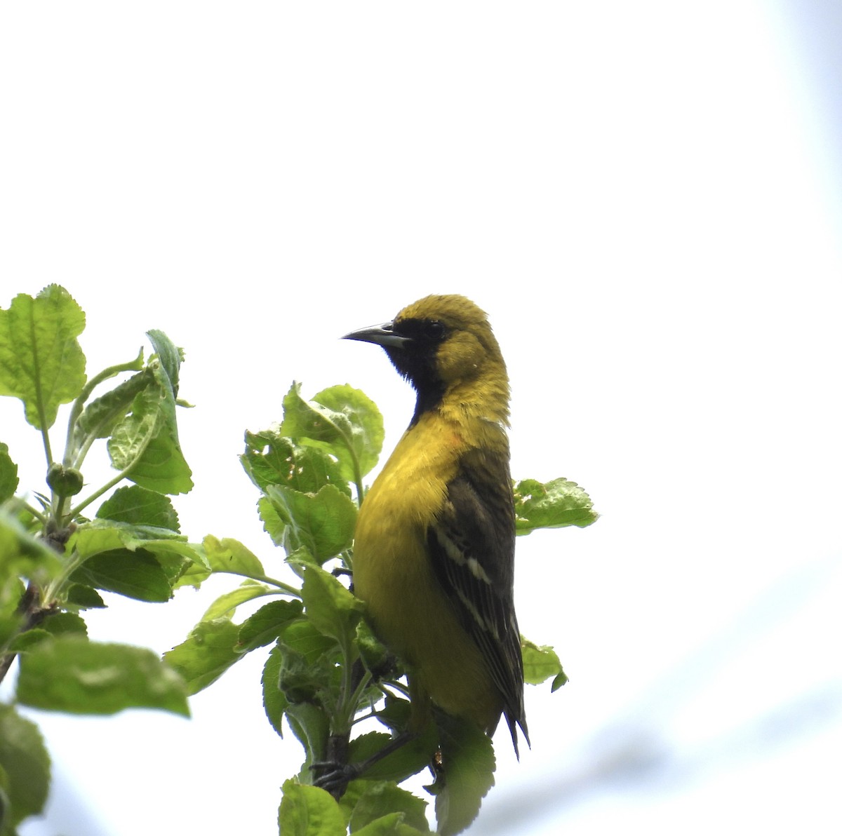 Orchard Oriole - ML619102381