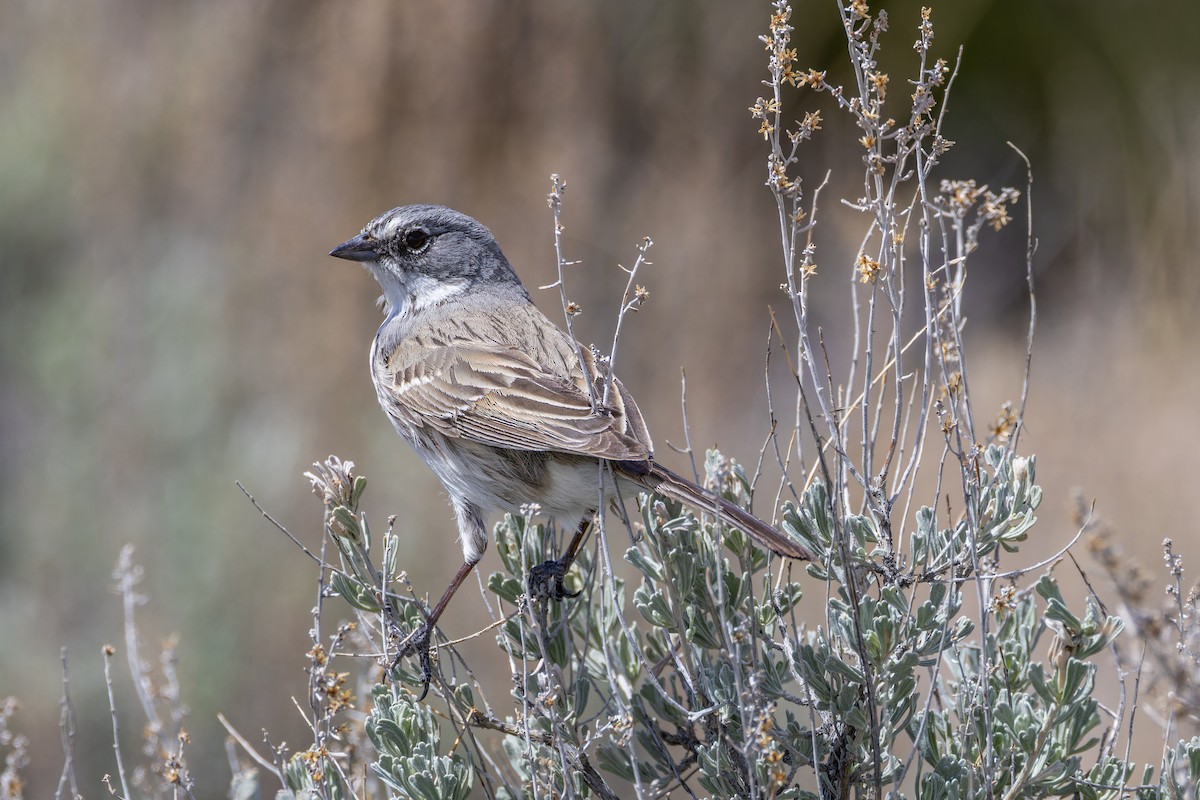 Sagebrush Sparrow - ML619102395
