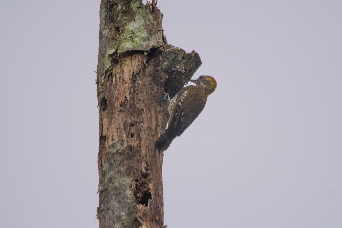 Yellow-eared Woodpecker - ML619102451