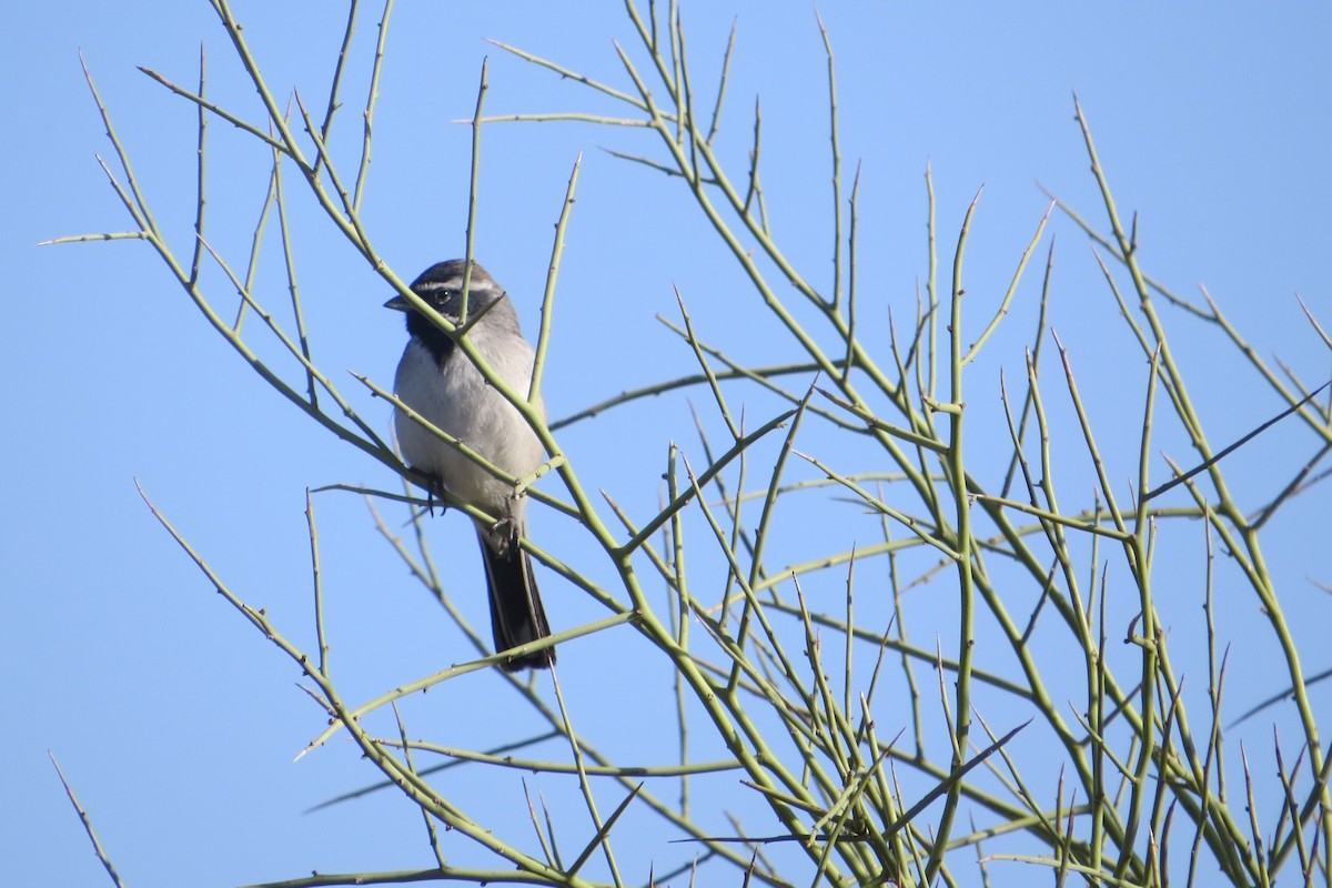 Black-throated Sparrow - Alan Collier