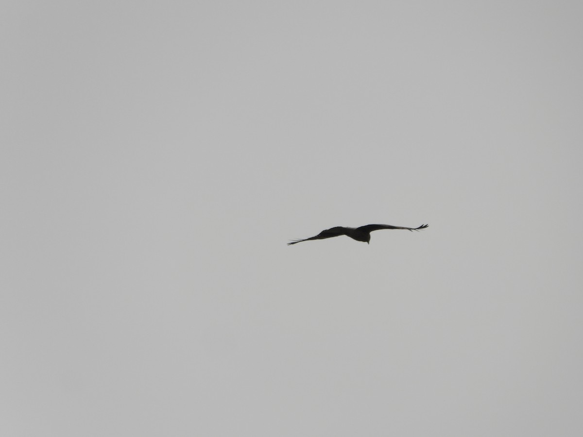 Black Kite - Sundar Lakshmanan