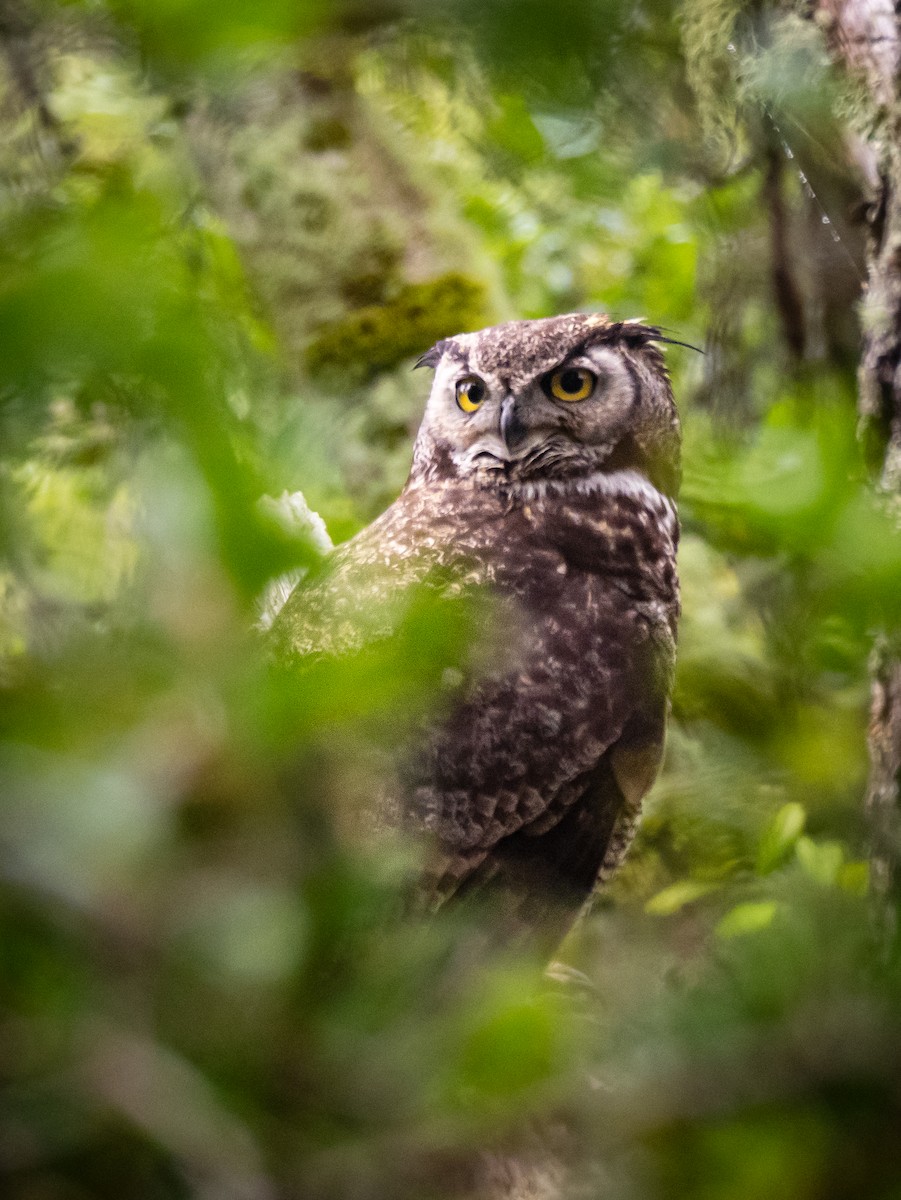Great Horned Owl - ML619102522