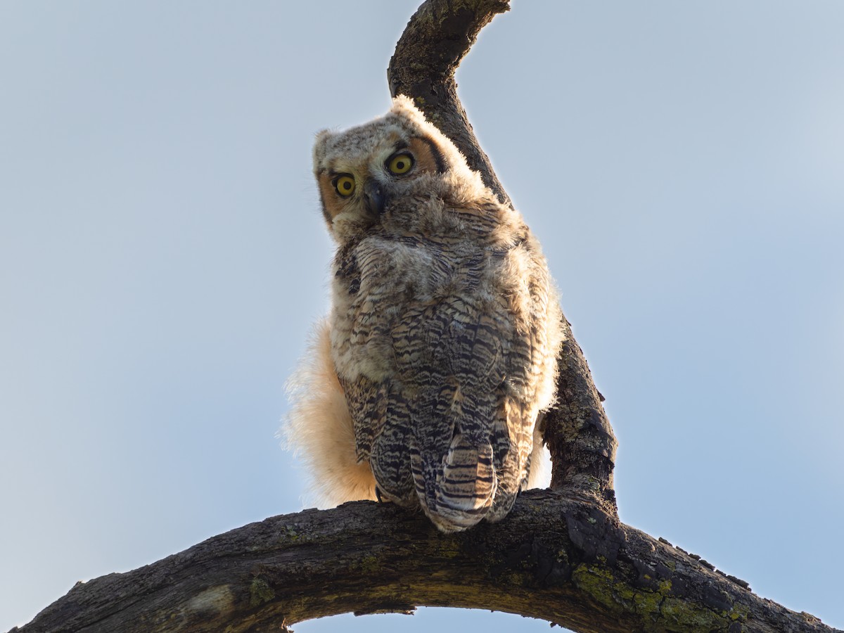 Great Horned Owl - ML619102546