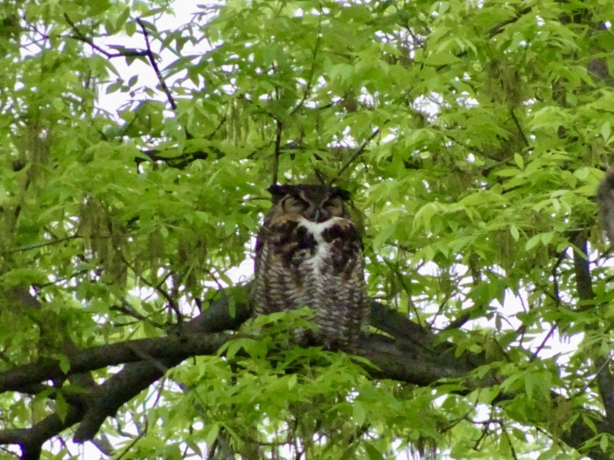 Great Horned Owl - ML619102548