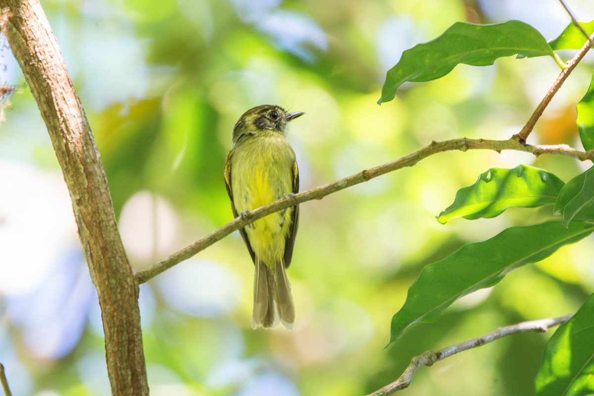 Sepia-capped Flycatcher - ML619102578