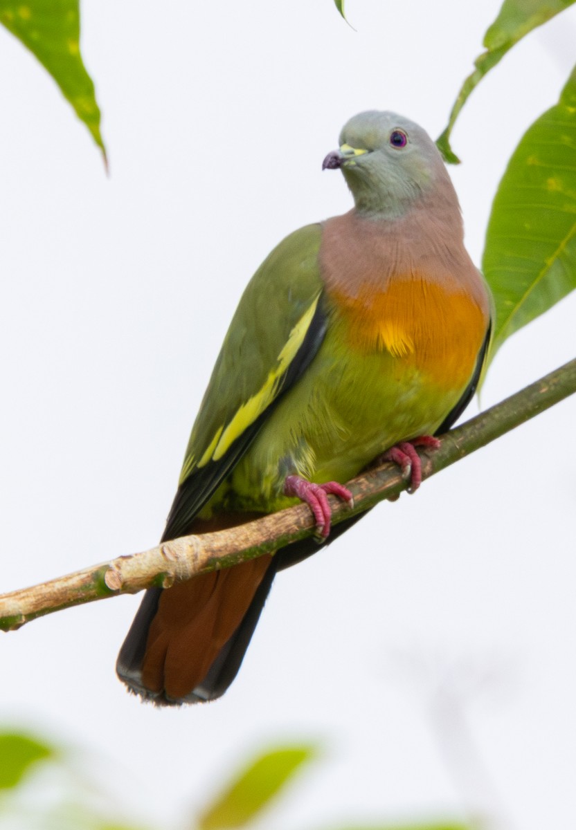 Pink-necked Green-Pigeon - ML619102588
