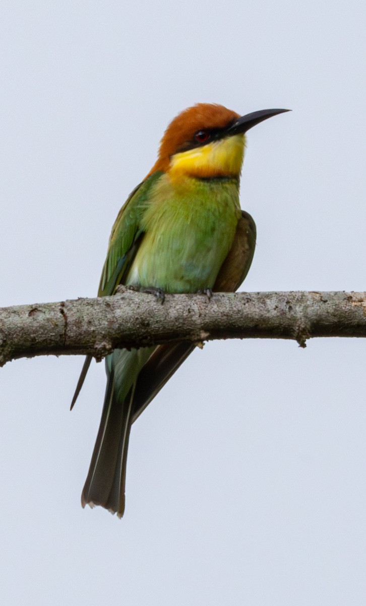 Chestnut-headed Bee-eater - ML619102602