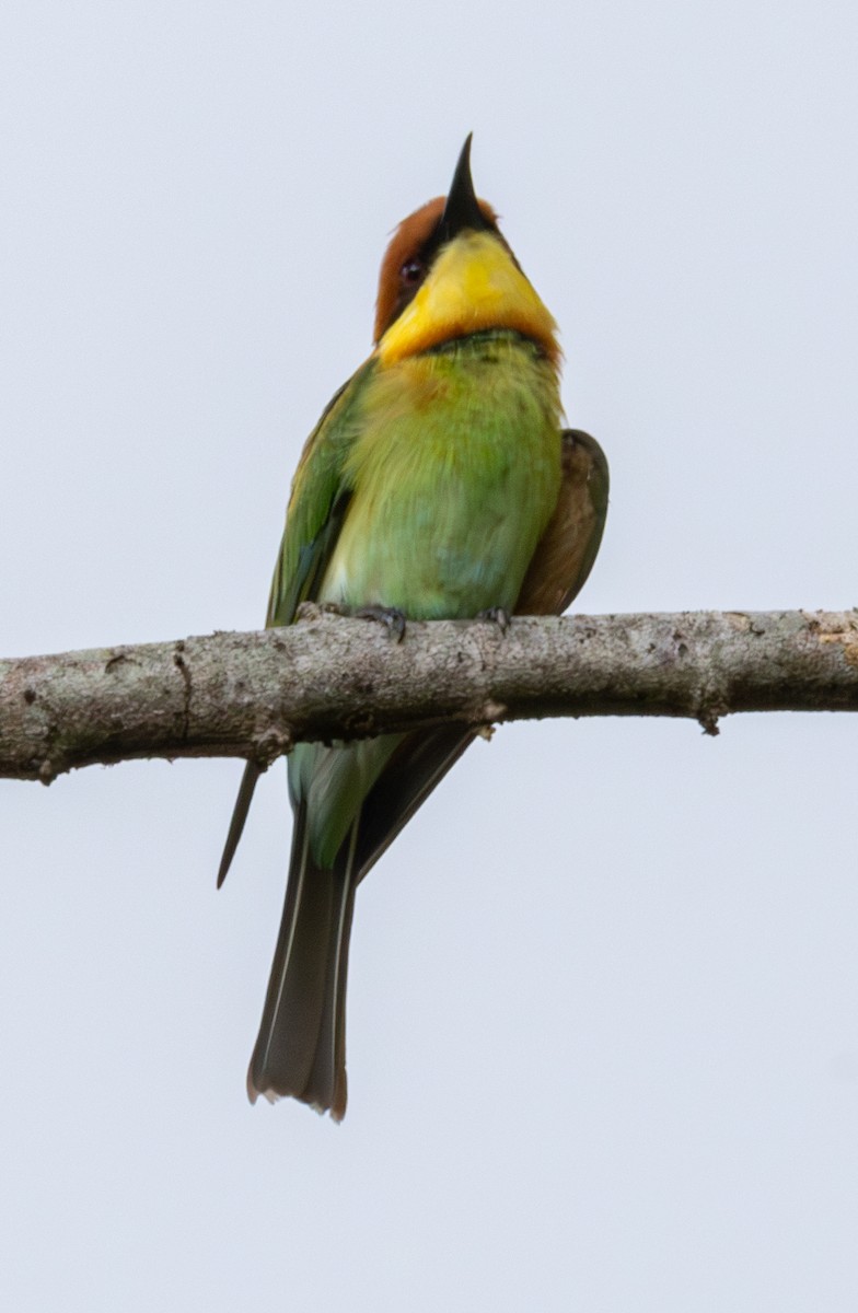 Chestnut-headed Bee-eater - ML619102612