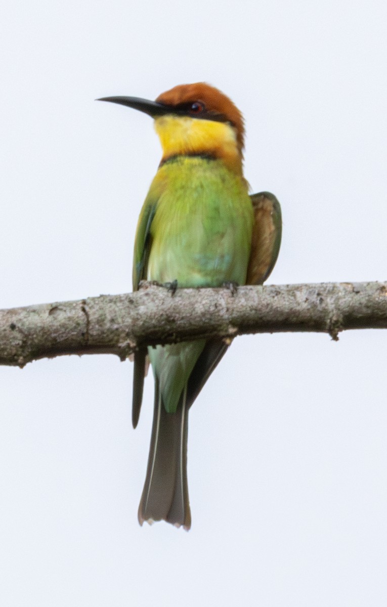 Chestnut-headed Bee-eater - ML619102618