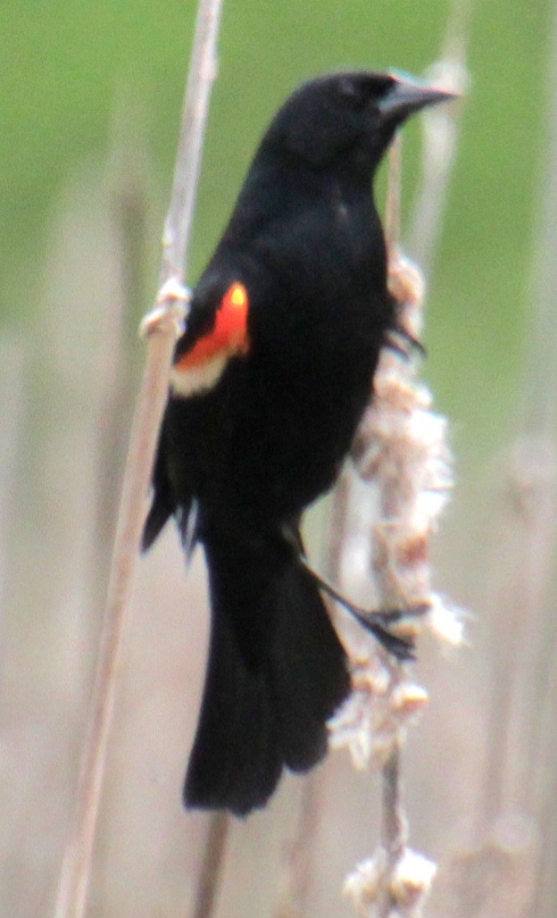 Red-winged Blackbird (Red-winged) - ML619102624