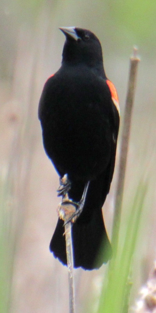 Red-winged Blackbird (Red-winged) - ML619102625
