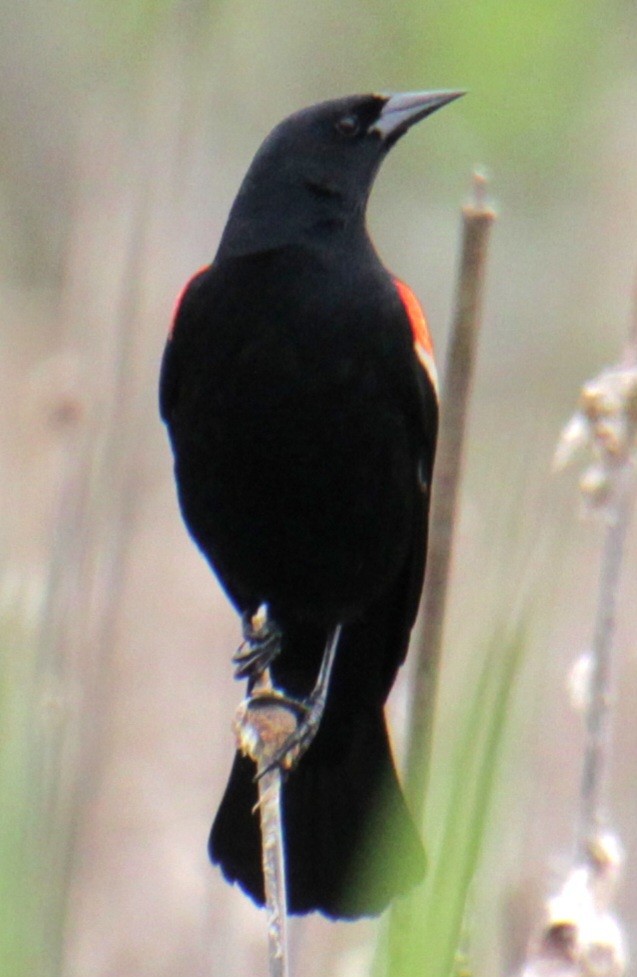 Red-winged Blackbird (Red-winged) - ML619102626