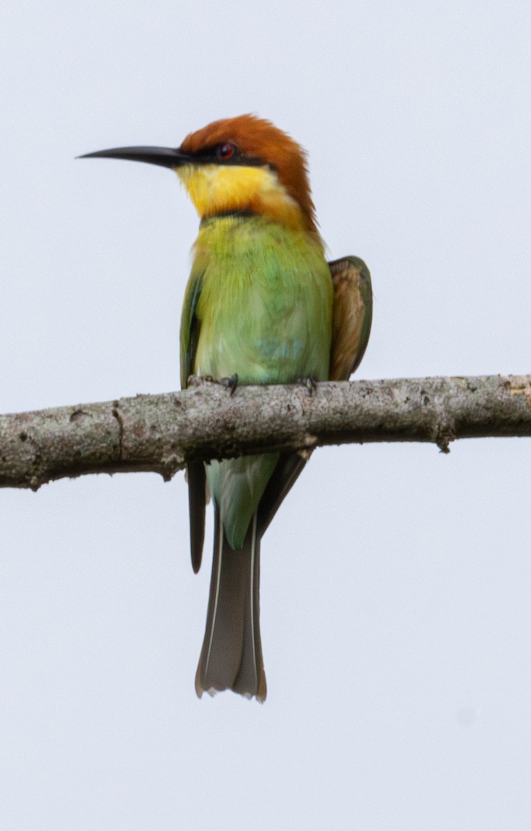 Chestnut-headed Bee-eater - ML619102629