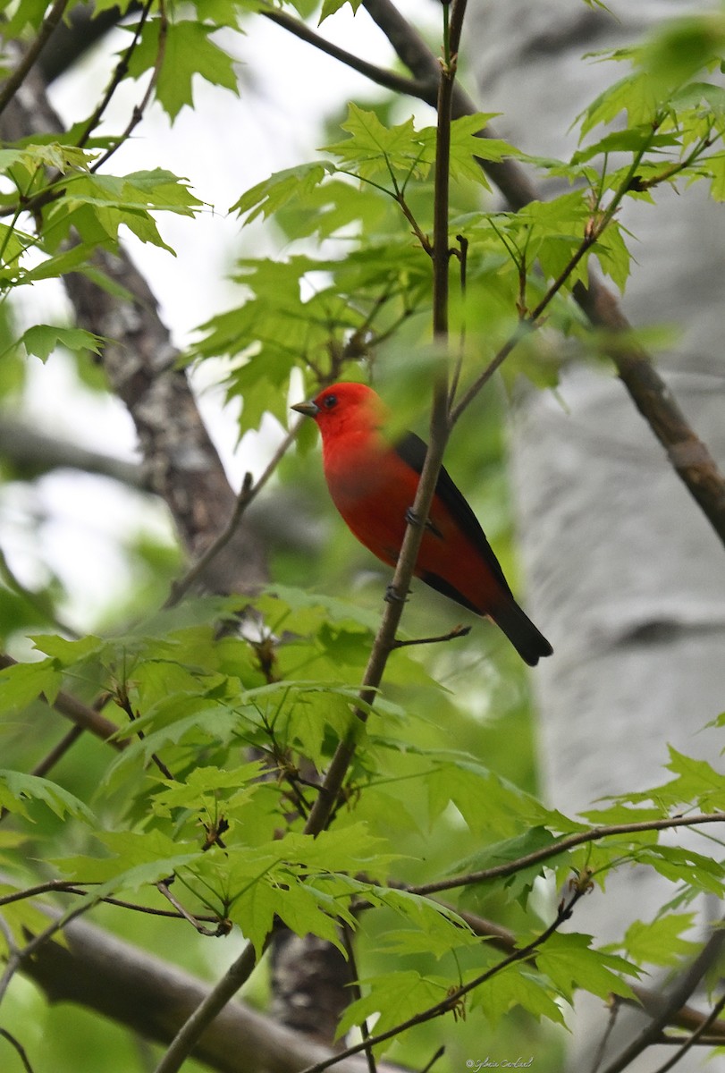 Scarlet Tanager - ML619102630