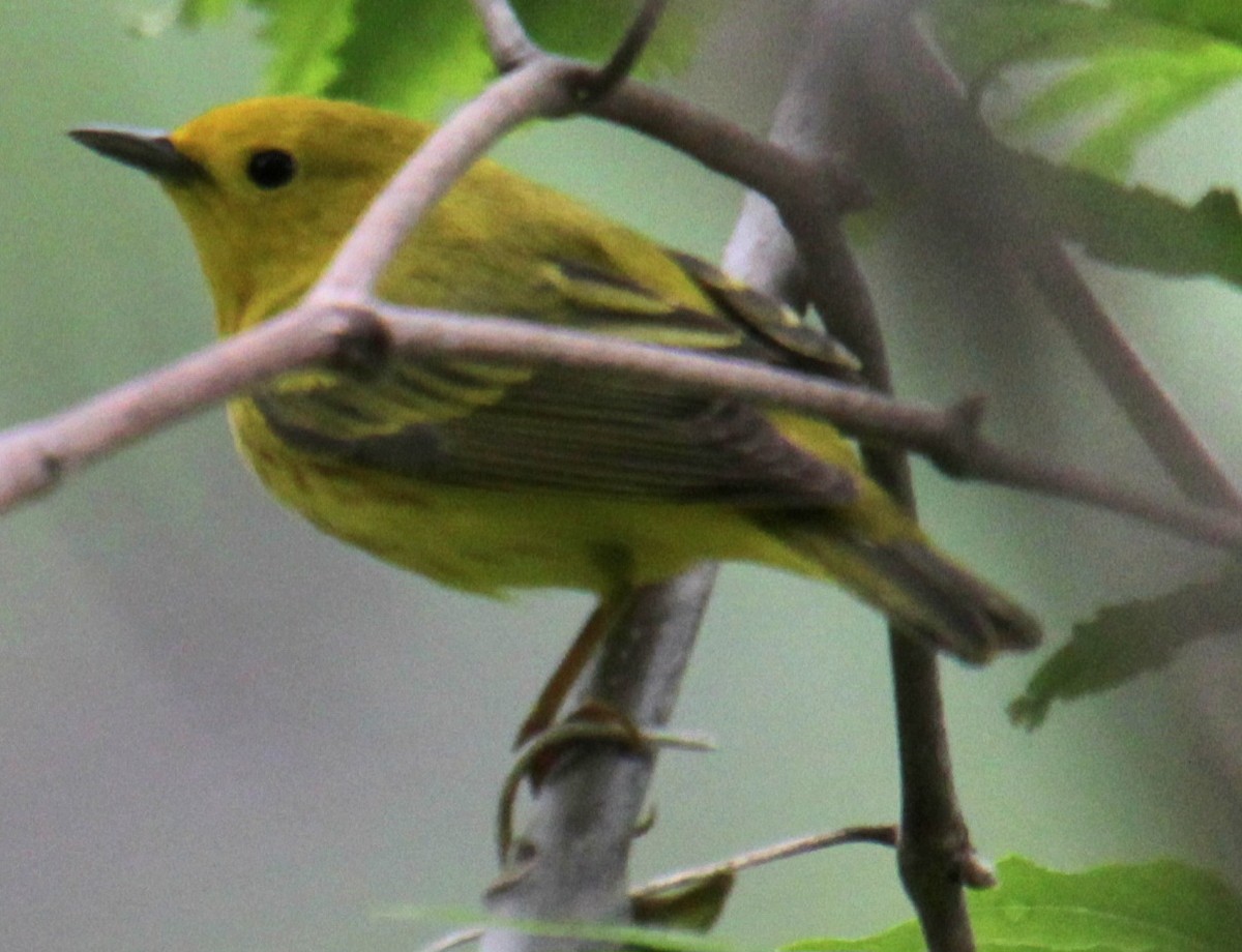 Yellow Warbler (Northern) - ML619102641