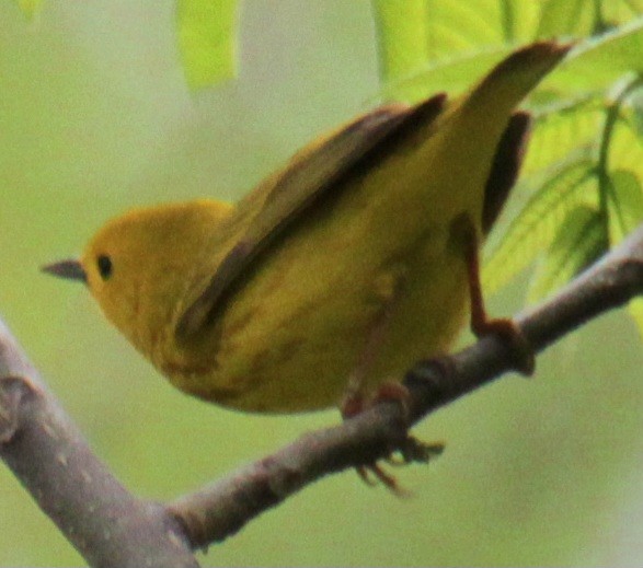 Yellow Warbler (Northern) - ML619102643