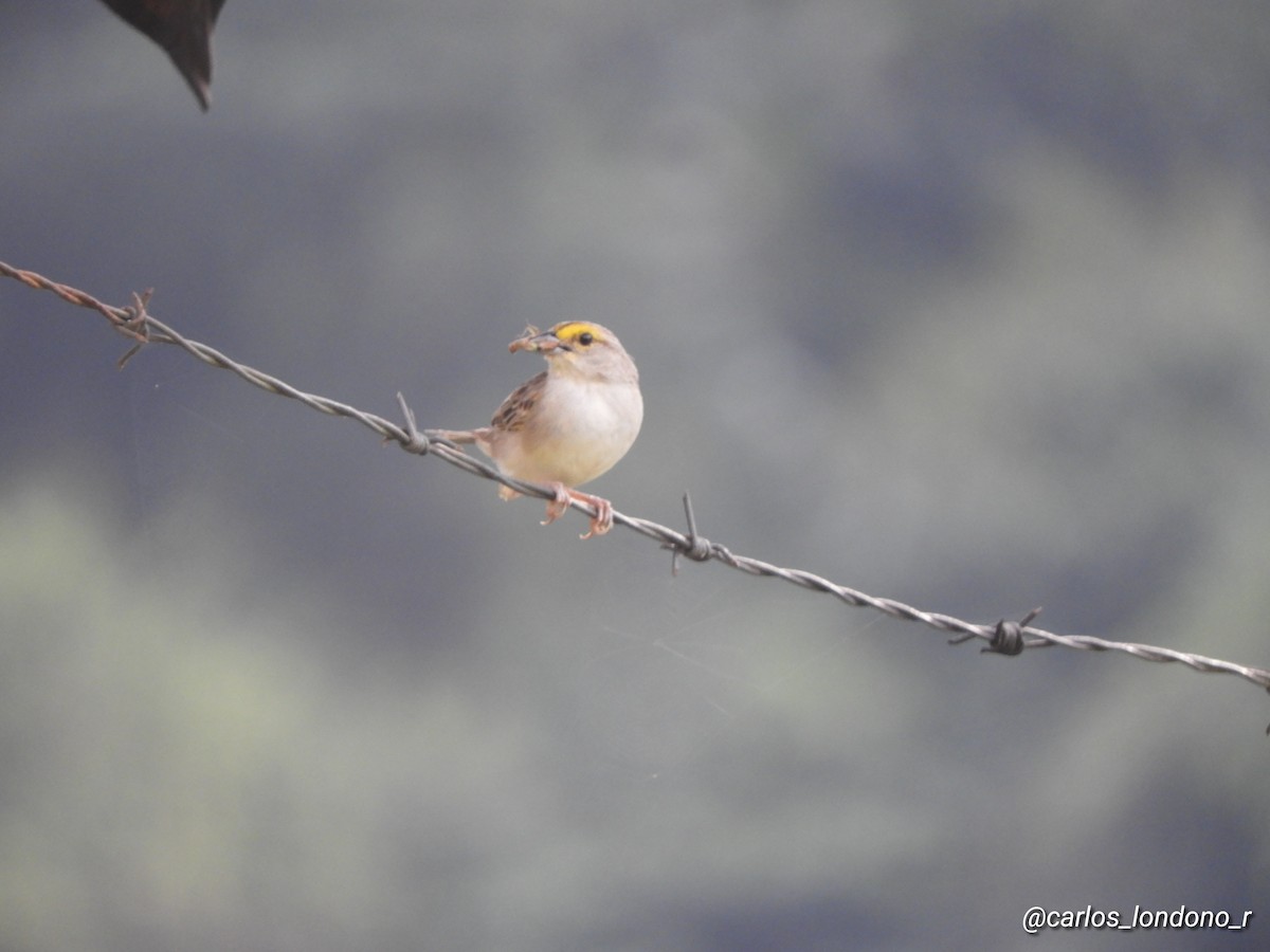 Yellow-browed Sparrow - ML619102655