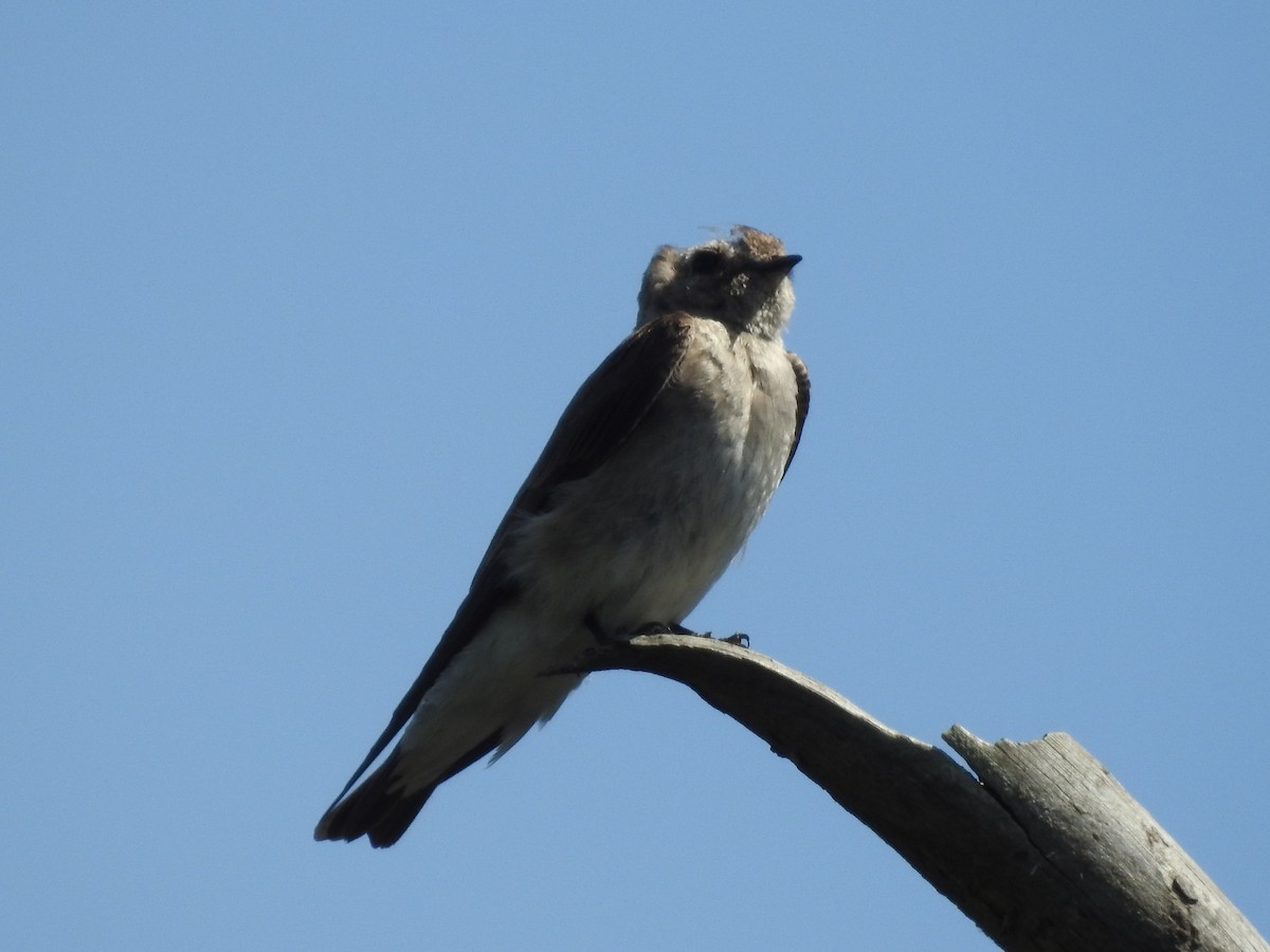 Northern Rough-winged Swallow - ML619102681