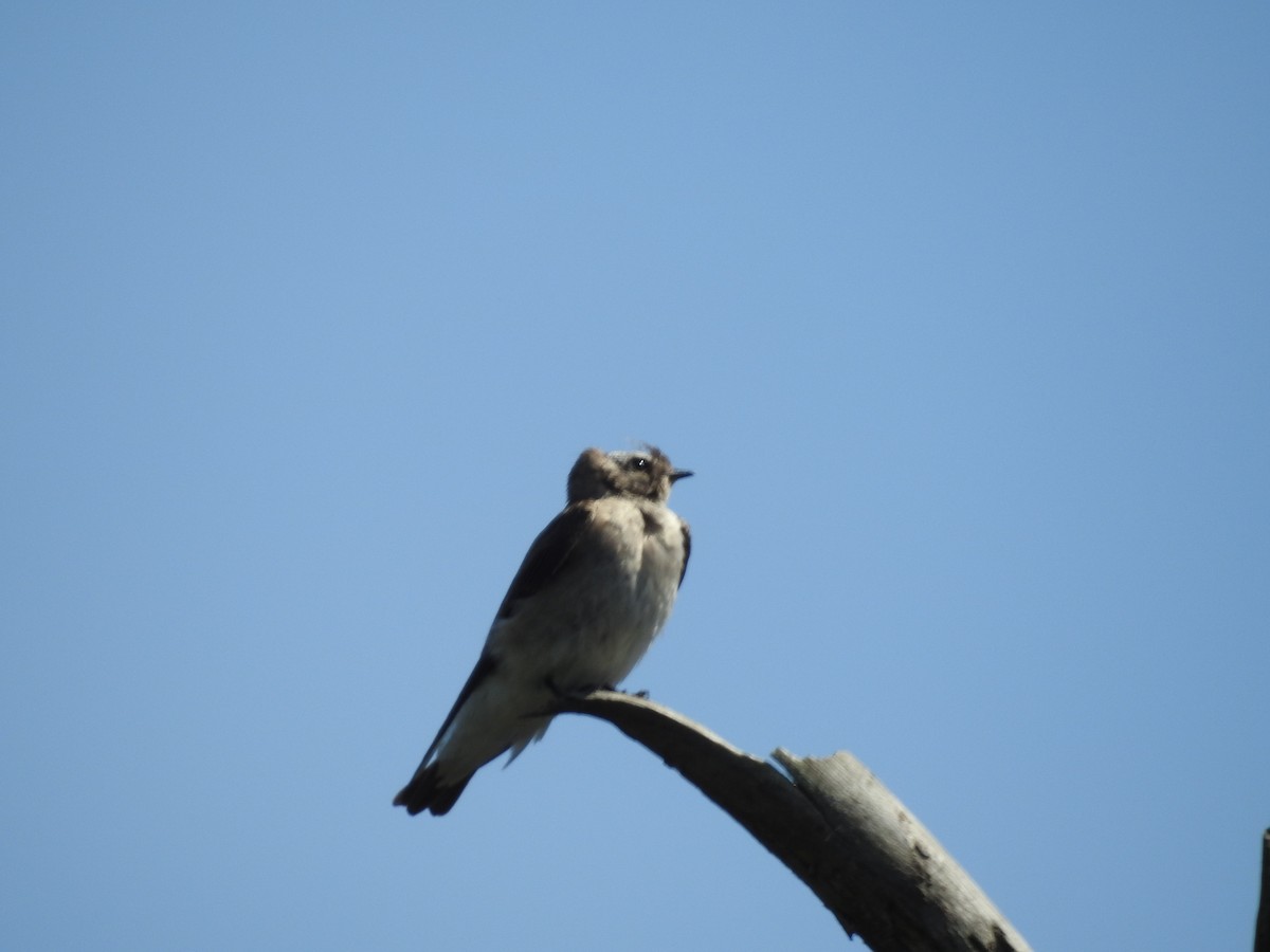 Northern Rough-winged Swallow - ML619102682