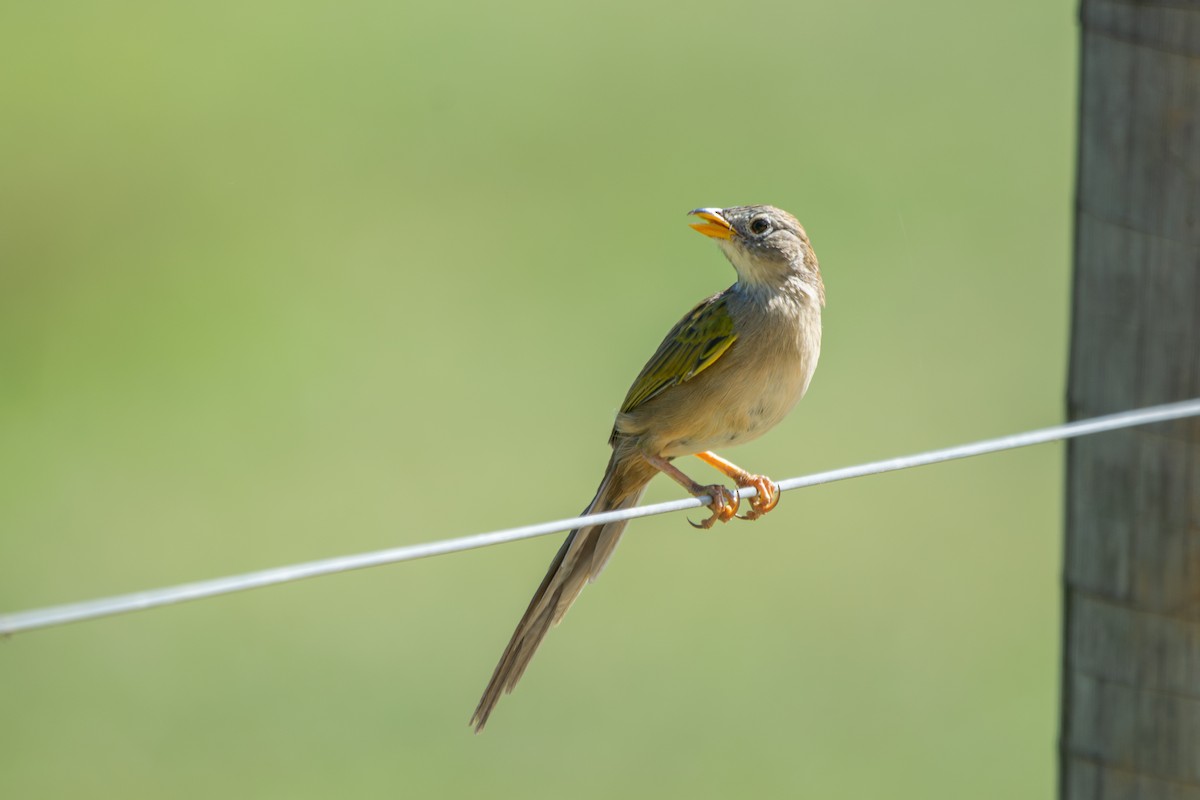 Wedge-tailed Grass-Finch - ML619102695