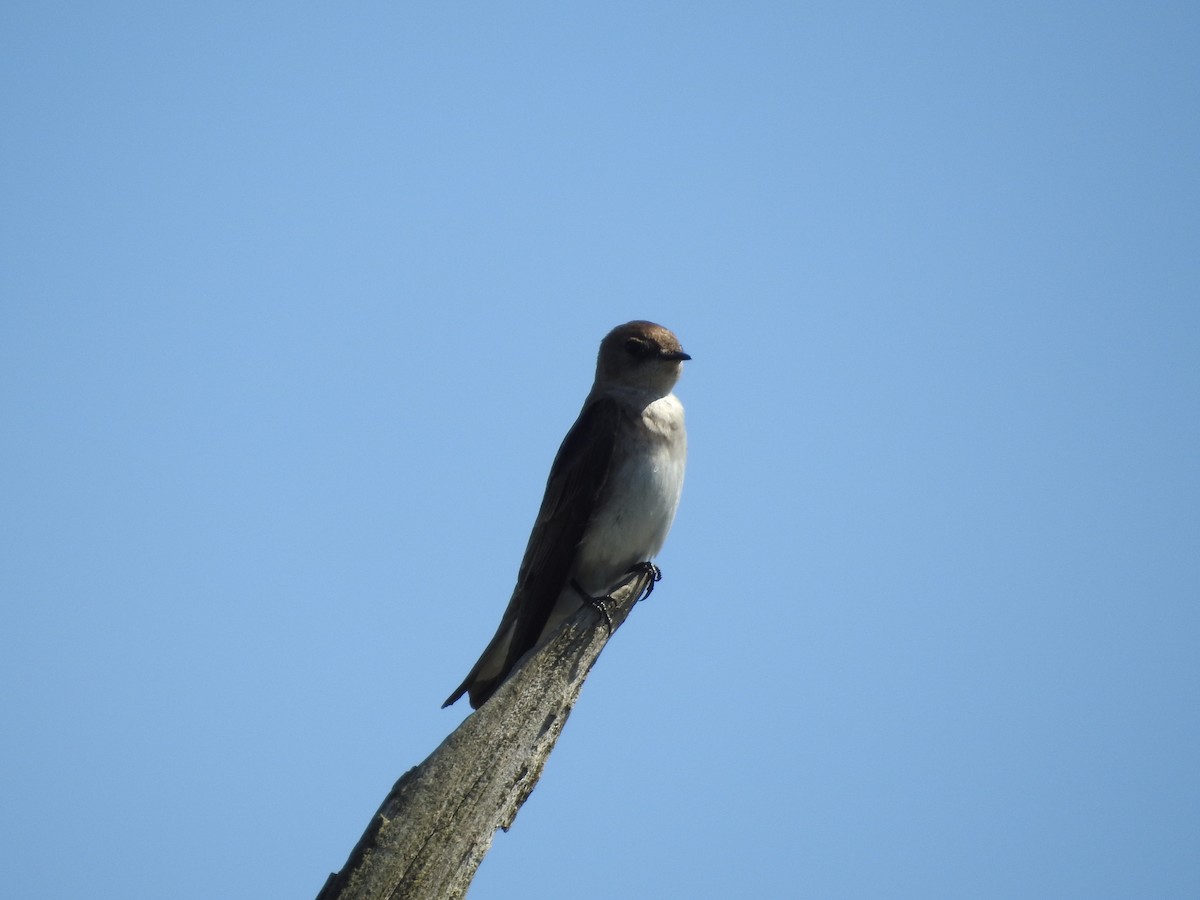 Northern Rough-winged Swallow - ML619102697