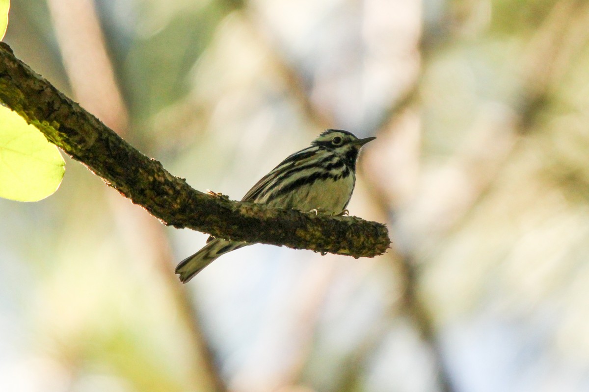 Black-and-white Warbler - ML619102731