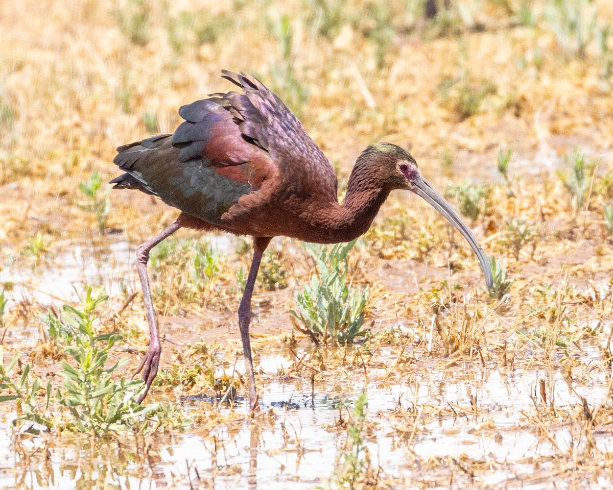 ibis americký - ML619102759